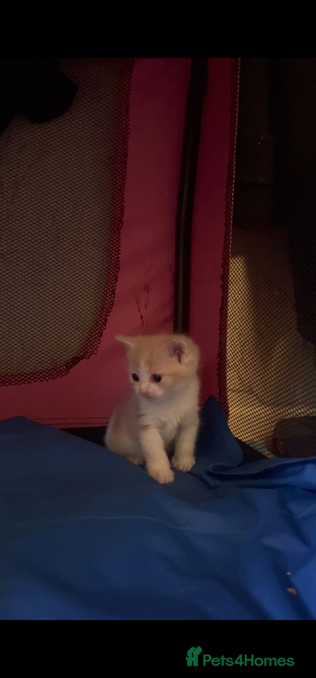 Mixed Breed cats for sale: Adorable kittens available  - Image 2