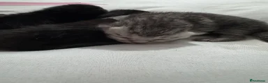 Female 1