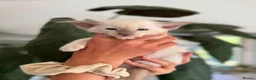 Siamese cats for sale: Siamese kittens - Advert 15