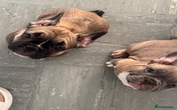 French Bulldog dogs for sale: French bulldogs puppies - Image 13