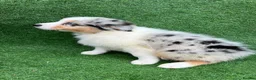 Australian Shepherd dogs for sale: Australian Shepherd Puppies  - Advert 12
