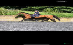 Irish Thoroughbred horses for sale: Big Ben 17hh  - Image 1