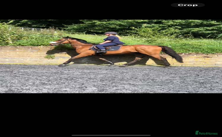 Irish Thoroughbred horses - Advert 3
