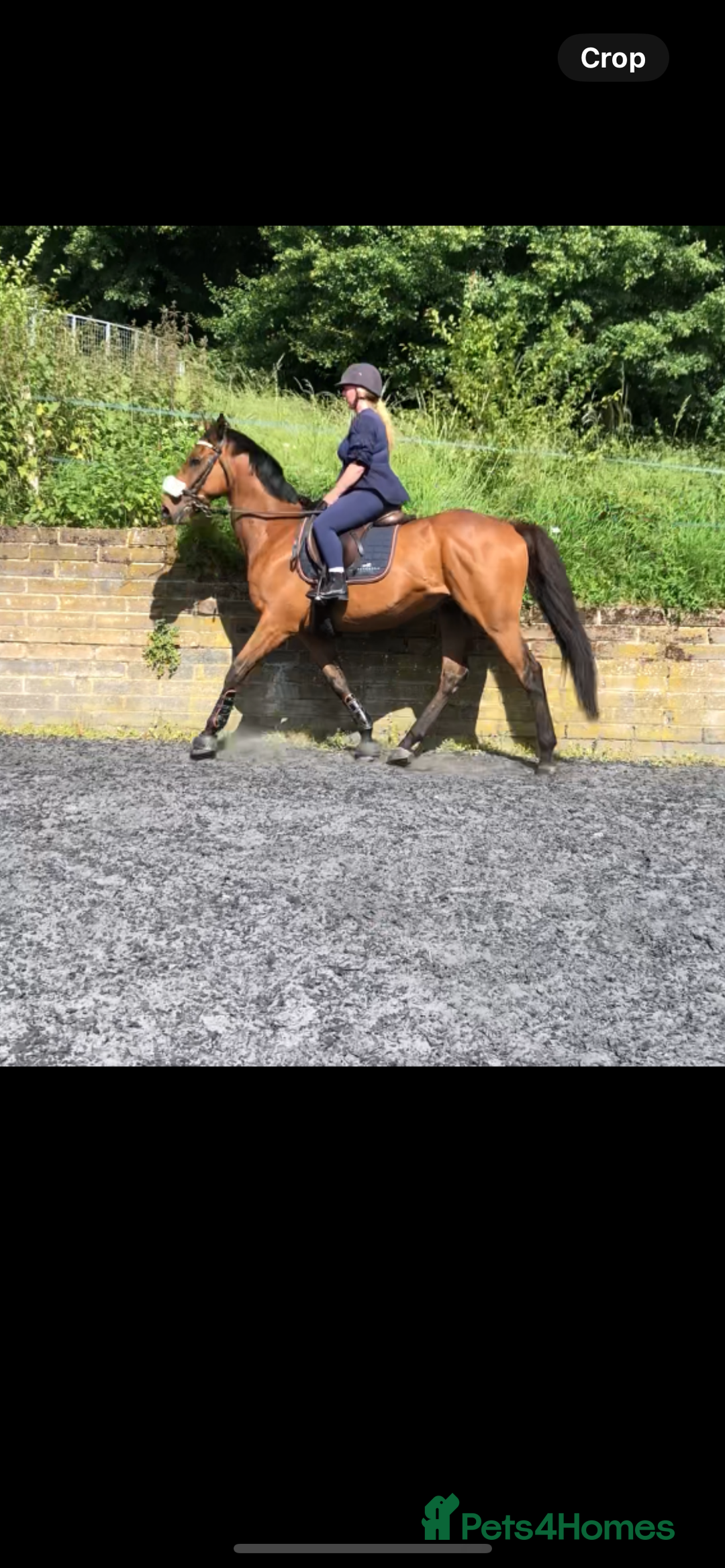 Irish Thoroughbred horses for sale: Big Ben 17hh  - Image 1