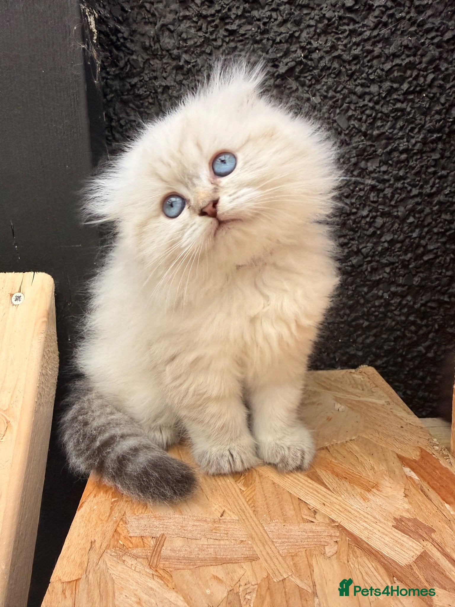Ragdoll cats Beautiful show quality Ragdoll x SF kittens - Advert 1