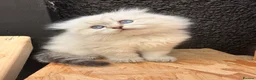 Ragdoll cats for sale: Beautiful show quality Ragdoll x SF kittens - Advert 1