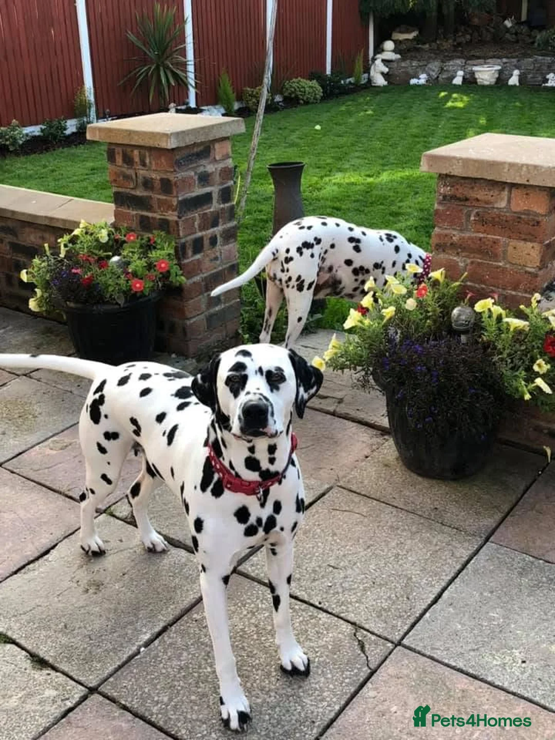 Dalmatian dogs for sale: Exceptional Dalmatian Puppies.  - Advert 22