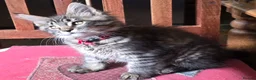 Maine Coon cats for sale: Big Strong Maine Coon Kittens - Advert 10