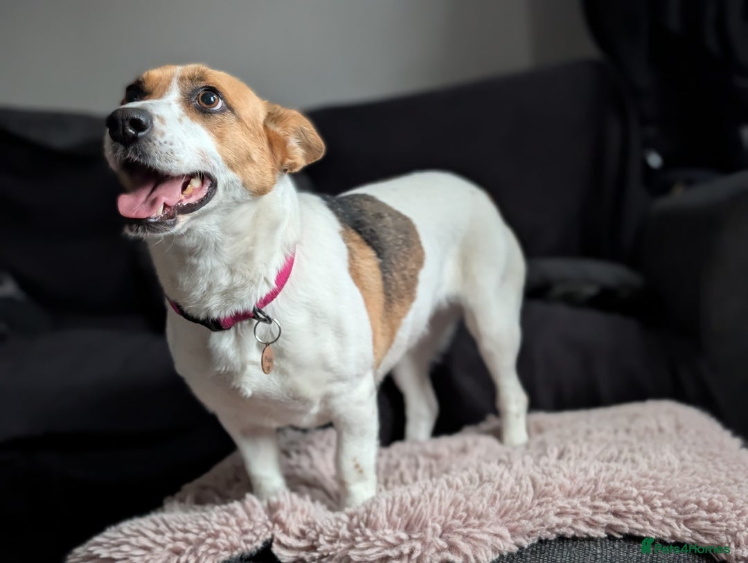 Mixed Breed dogs for sale: Pretty Pixie 😍 - Image 13