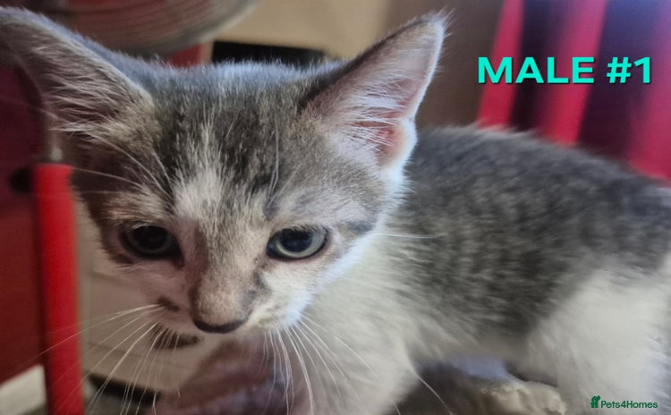 Mixed Breed cats - Advert 2