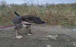 Mixed Breed dogs for adoption: Blaire - North Walsham norfolk  - Image 4