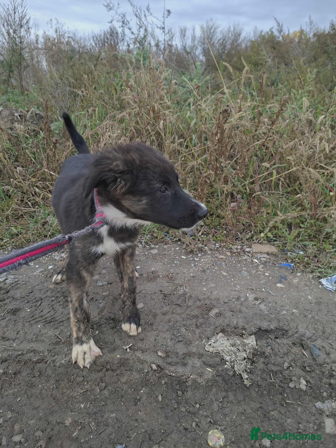 Mixed Breed dogs for adoption: Blaire - North Walsham norfolk  - Image 4