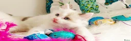 Ragdoll cats for sale: ALL RESERVED 😻😻BEAUTIFUL CROSS RAGDOLL/PERSIAN - Advert 11