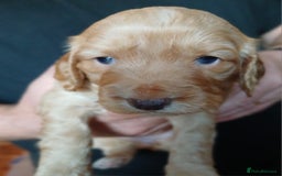 Cockapoo dogs for sale: Gorgeous cockapoo puppies F1B - Image 11