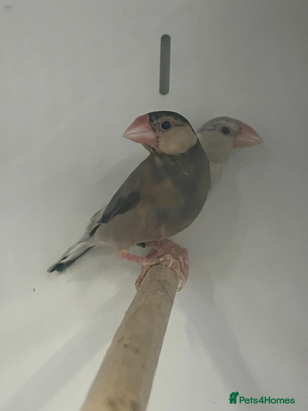 Finches birds for sale: Various Range Stunning Baby Finches  - Advert 2