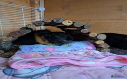 Guinea Pig rodents for sale: 3 male guinea pigs. Desperately need a new home!  - Image 4