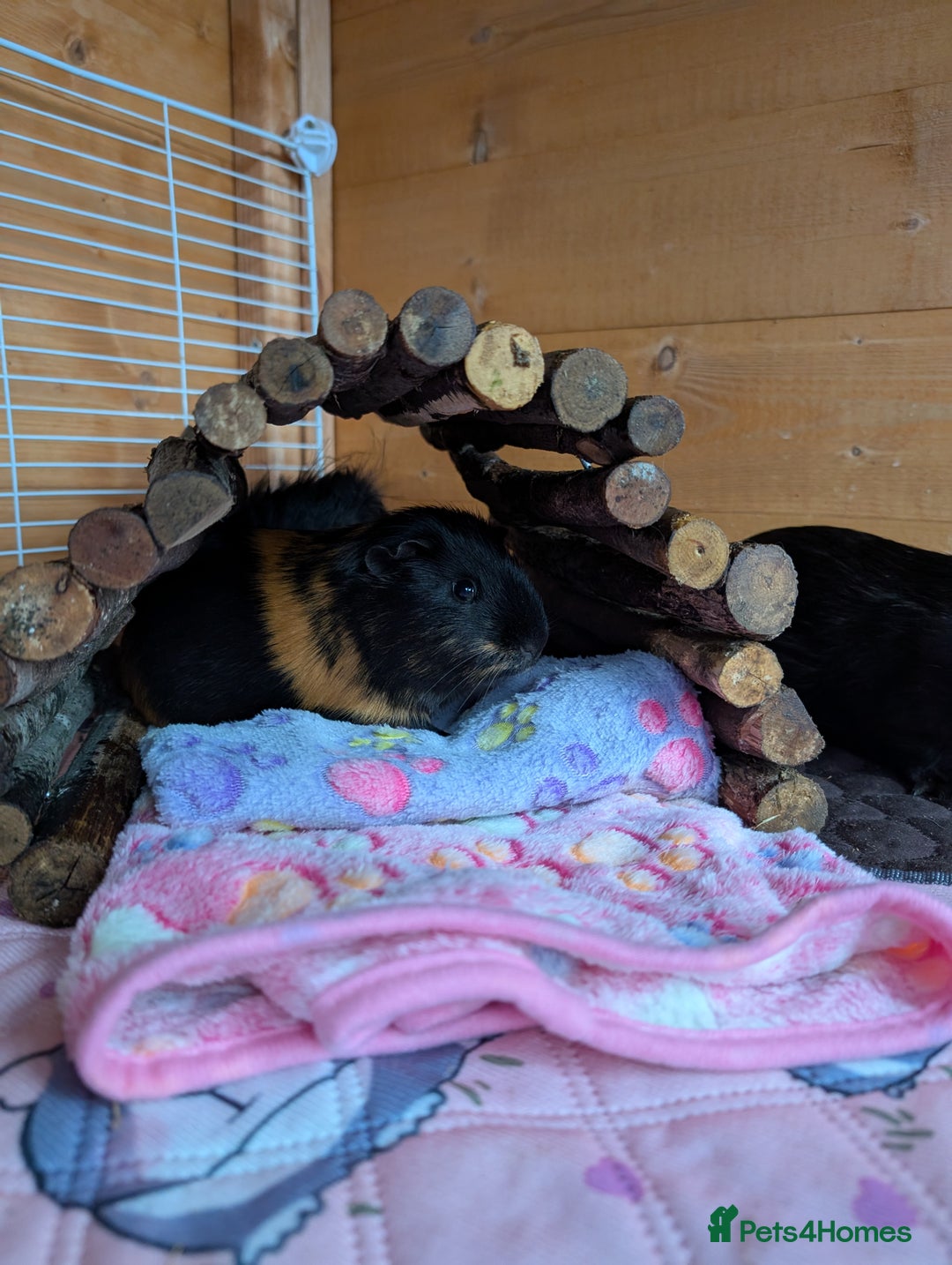 Guinea Pig rodents for sale: 3 male guinea pigs. Desperately need a new home!  - Image 4