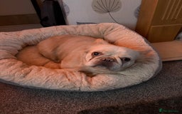 French Bulldog dogs for sale: Loveable Samba - Image 2
