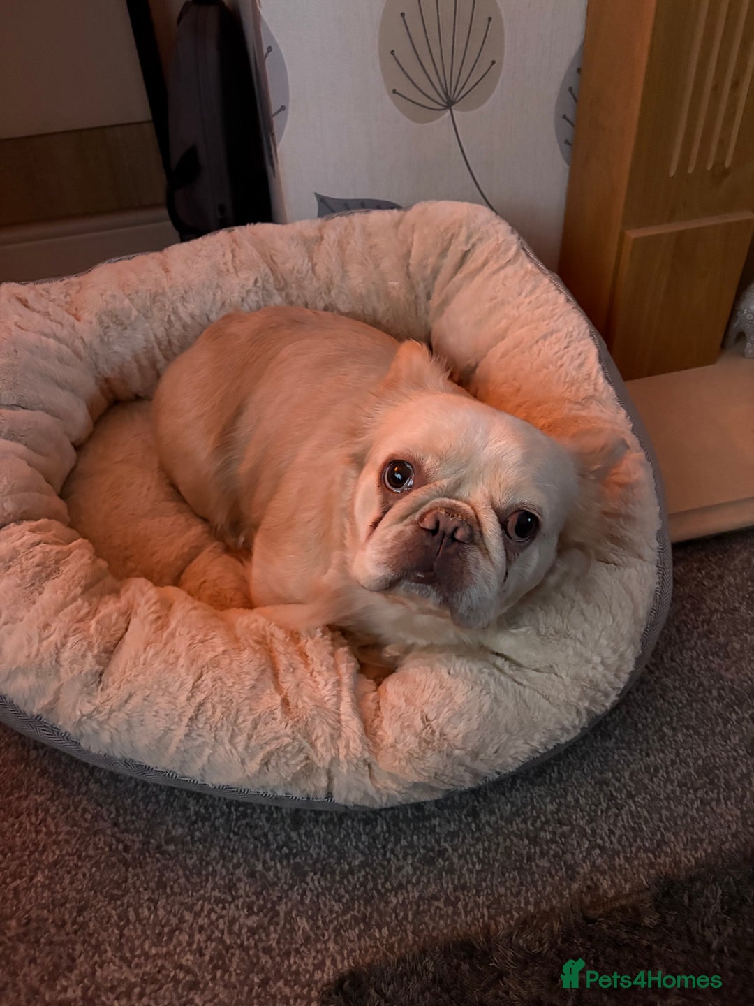 French Bulldog dogs for sale: Loveable Samba - Image 2