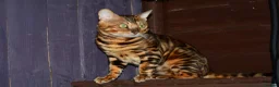 Bengal cats for stud: Impressive Stud Bengal TICA WCF reg in Harlow - Advert 16