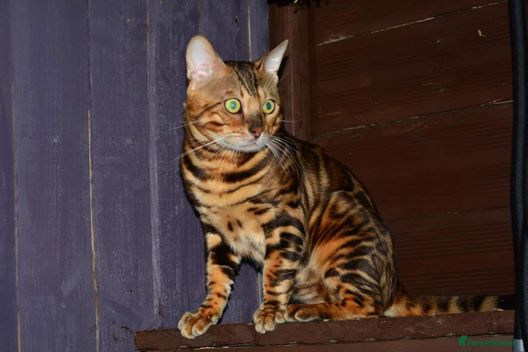 Bengal cats for stud: Impressive Stud Bengal TICA WCF reg in Harlow - Advert 16