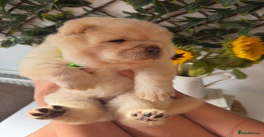 Chow Chow dogs - Advert 7