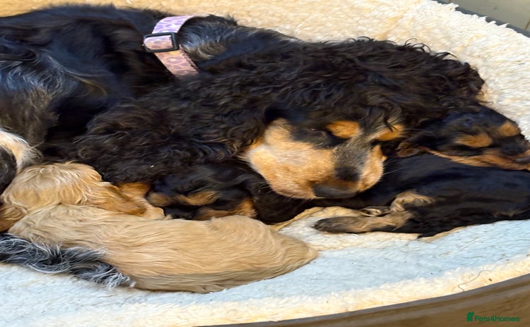 Cockapoo dogs - Advert 2