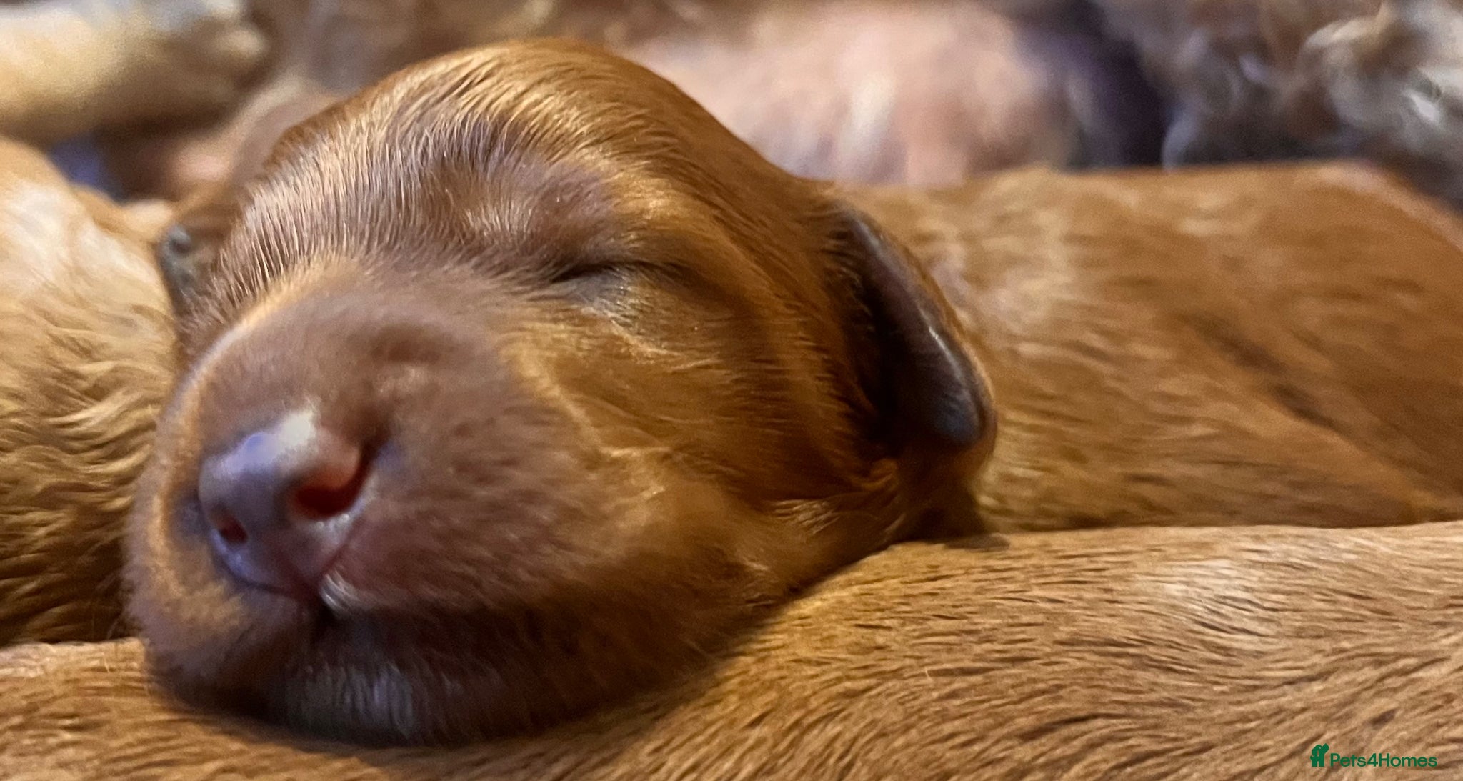 Australian Labradoodle dogs Tiny Tails,Big♥️Australian labradoodle - Advert 8