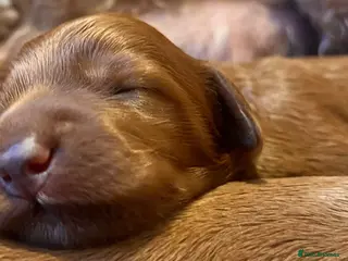 Australian Labradoodle dogs Tiny Tails,Big♥️Australian labradoodle - Advert 8