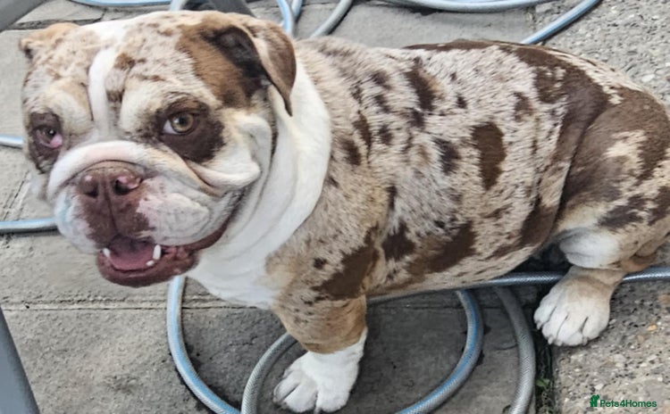 English Bulldog dogs - Advert 1