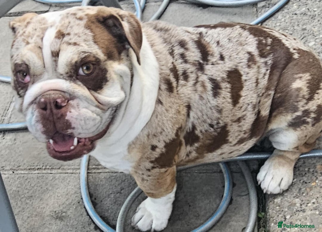 English Bulldog dogs for sale: English bulldog female  - Image 1