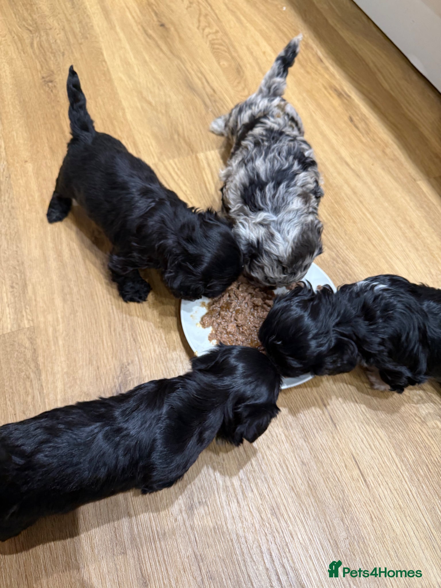 Schnoodle dogs miniature/toy schnoodle puppies  - Advert 11