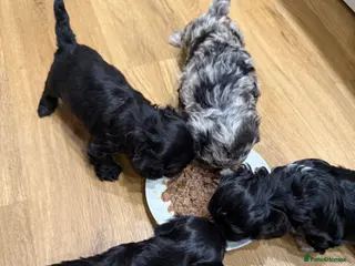 Schnoodle dogs miniature/toy schnoodle puppies - Advert 1