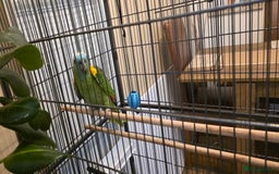 Parrots birds for sale: Quiet Blue Fronted Amazon Parrot - Image 6