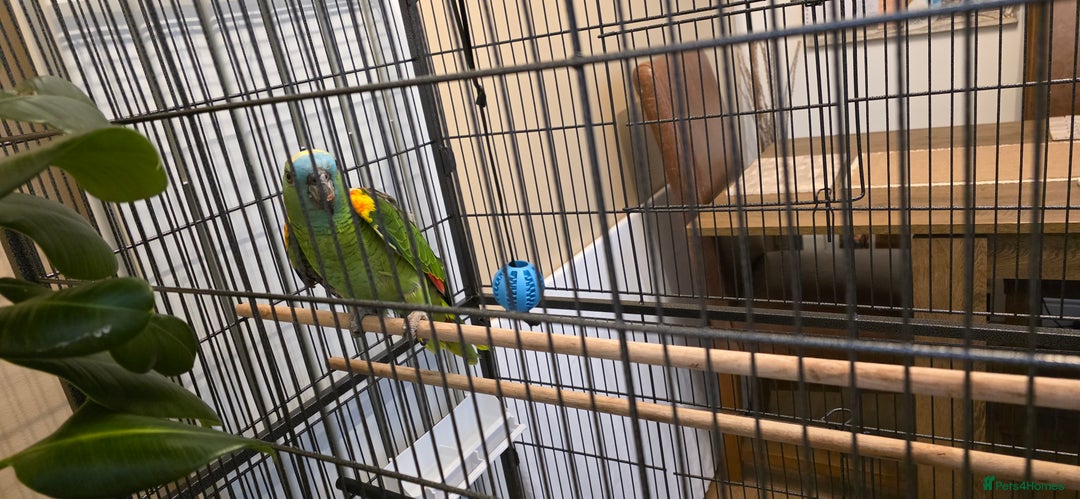 Parrots birds for sale: Quiet Blue Fronted Amazon Parrot - Image 6