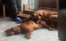 Mixed Breed dogs for sale: Staffy Cross - Image 7