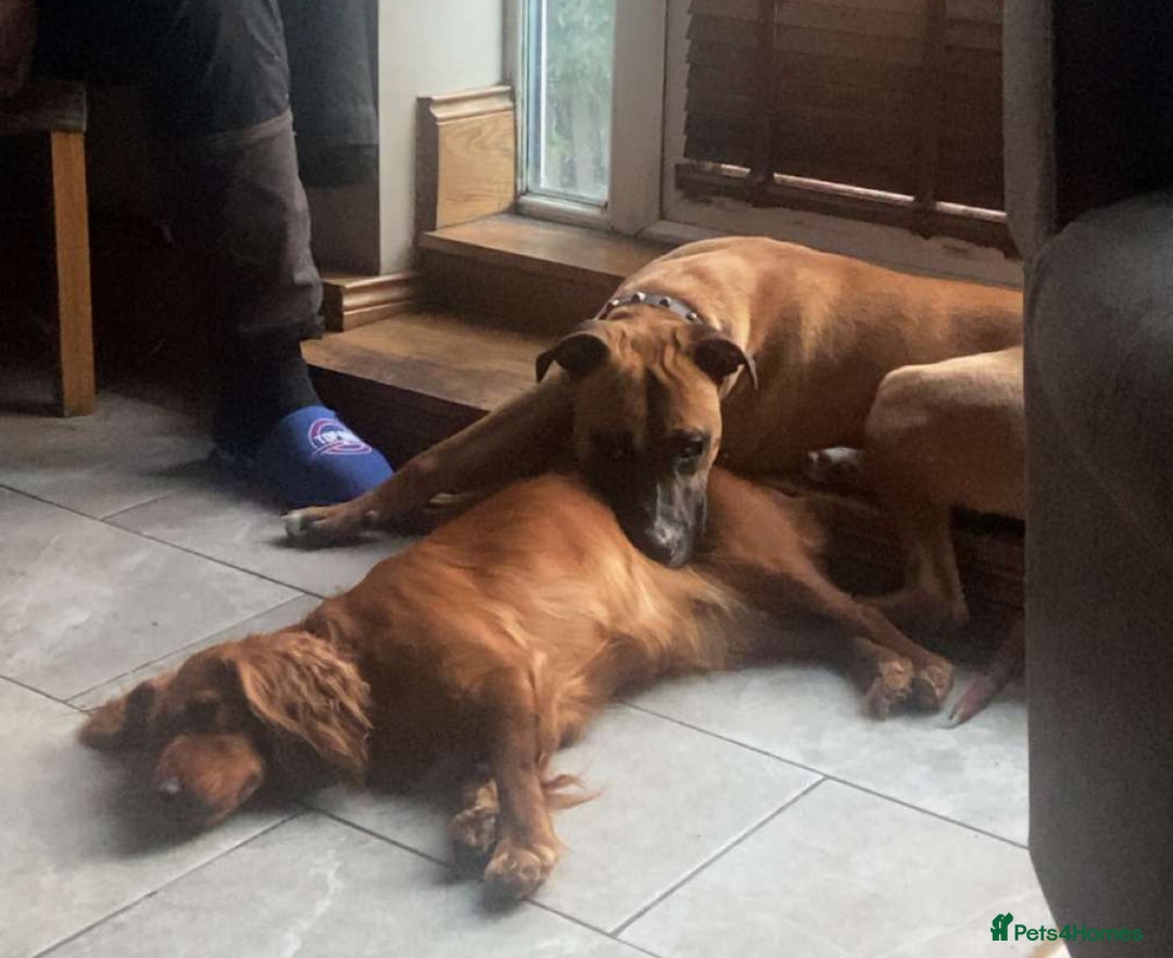 Mixed Breed dogs for sale: Staffy Cross - Image 7