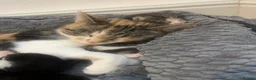 Mixed Breed cats for sale: 5 beautiful kittens looking for a forever home❤️ - Advert 3