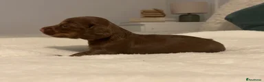 Miniature Dachshund 3