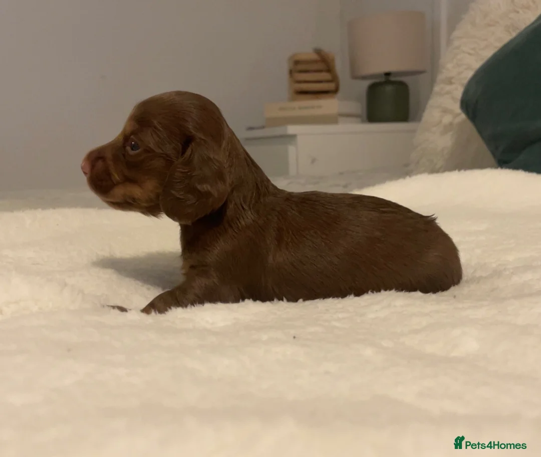 Miniature Dachshund dogs for sale: Dachshunds For Rehoming - Advert 2