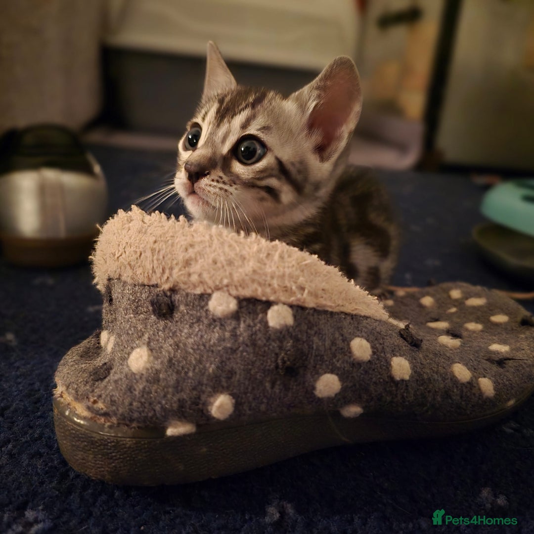 Bengal cats for sale: Beautiful Silver Bengal kittens - Advert 7