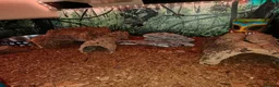 Toad reptiles for sale: Giant Suriname Marine Toad with Set Up - Advert 9