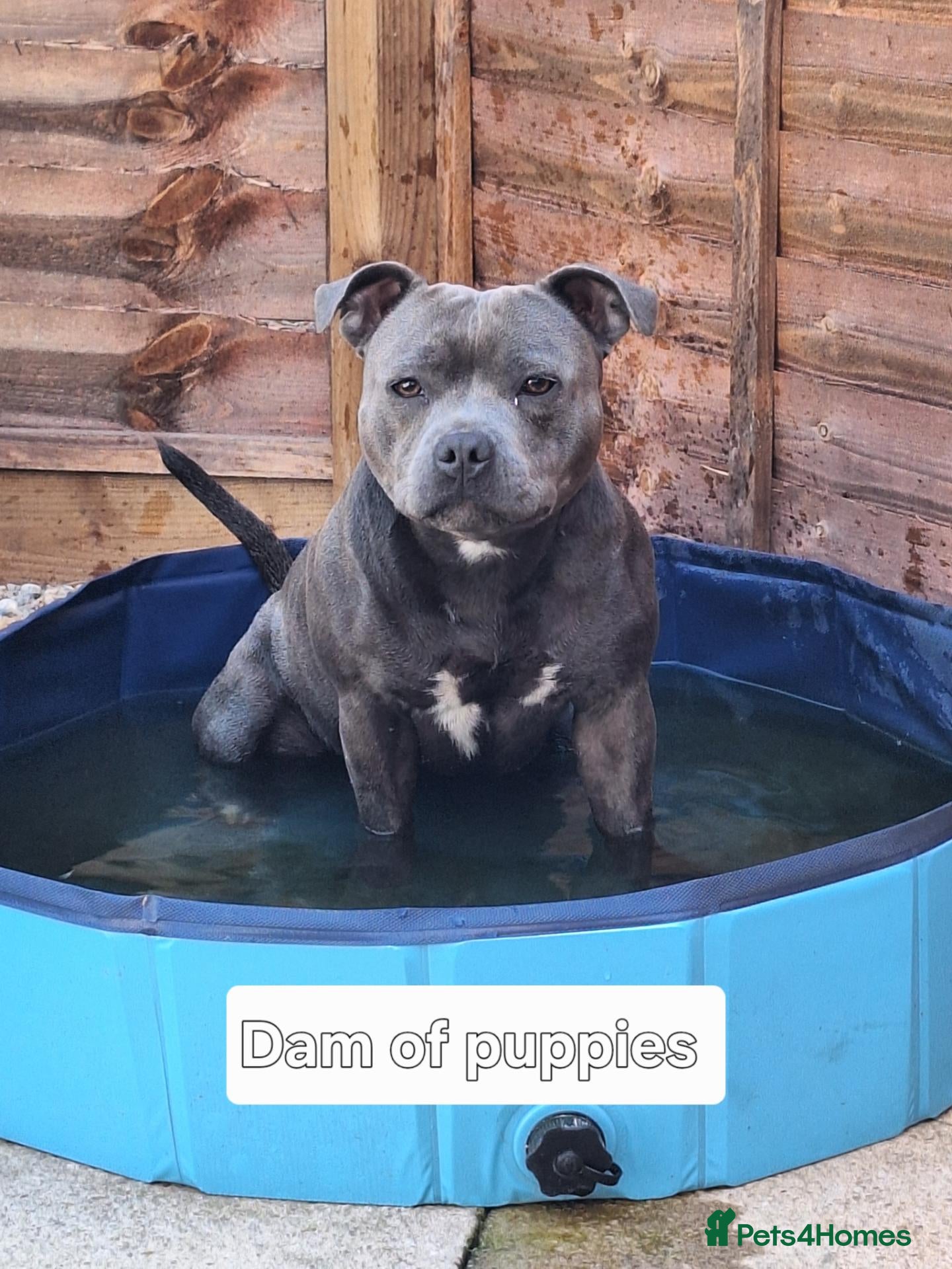 Staffordshire Bull Terrier dogs TOP QUALITY KC REG BLUE STAFFY! ONLY 1 GIRL LEFT! - Advert 7