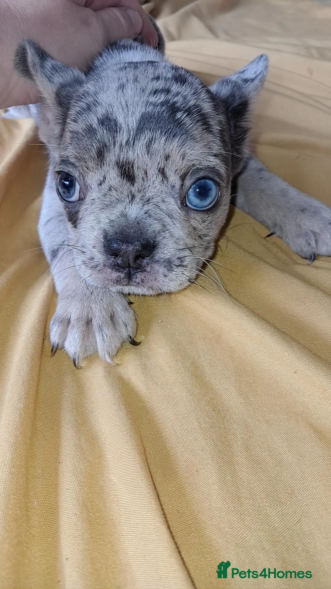French Bulldog dogs for sale: French bulldog - Advert 1
