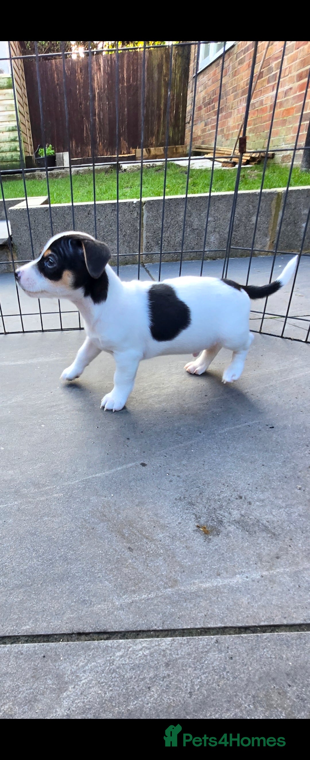 Jack Russell dogs for sale: Jack Russell puppies  - Advert 6