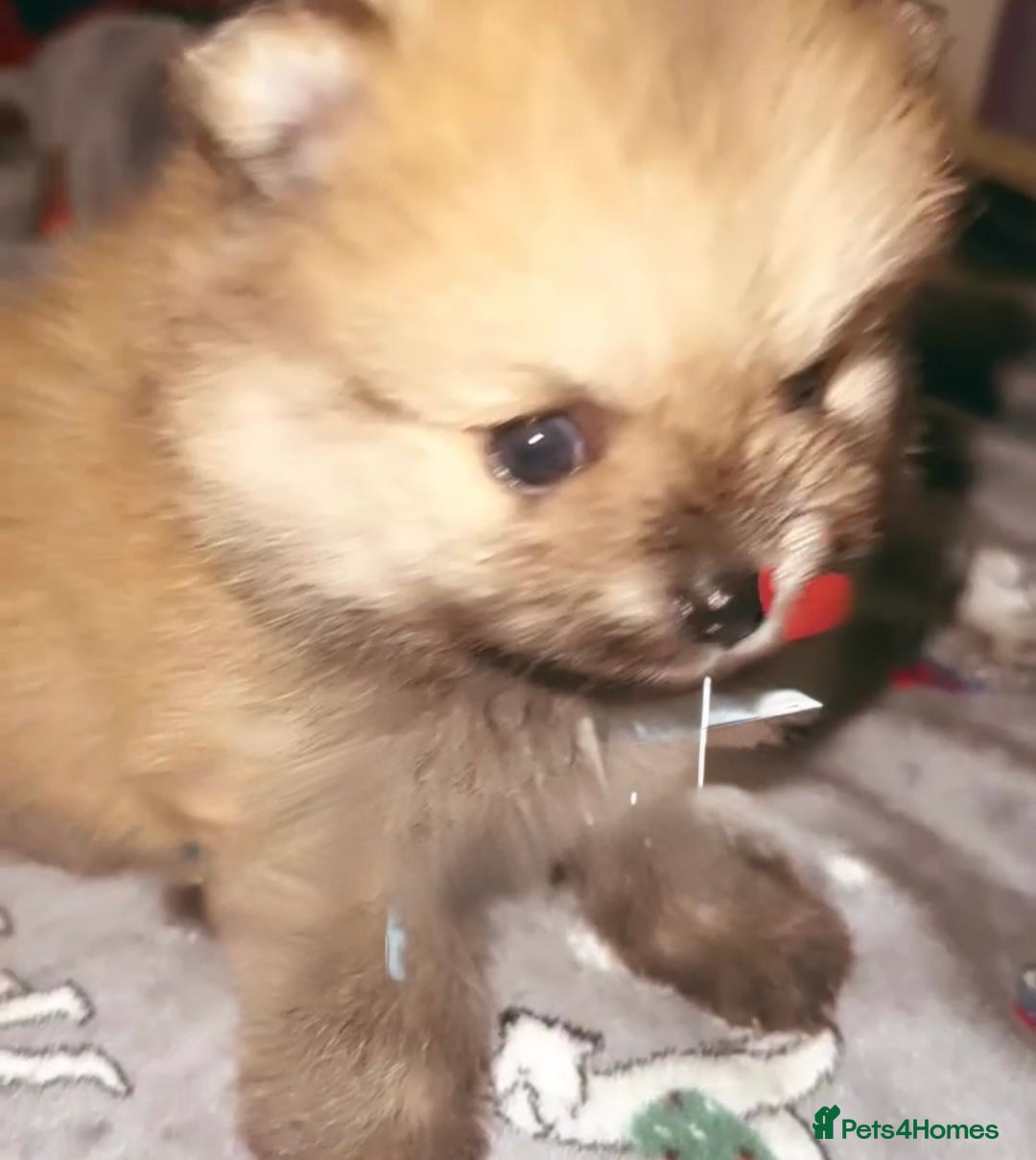 Pomeranian dogs for sale: ✨🐶SPECIAL SMALL SKY🩵BLUE 👀 POMS🐶✨ - Image 7