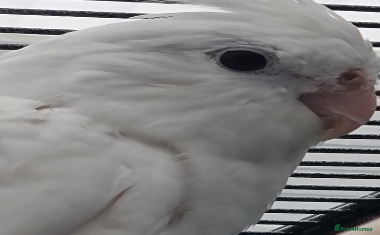 Cockatiels birds - Advert 5