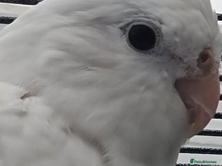 Cockatiels birds - Advert 14
