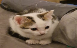 Mixed Breed cats for sale: 2 Tabbie beauties - Image 6