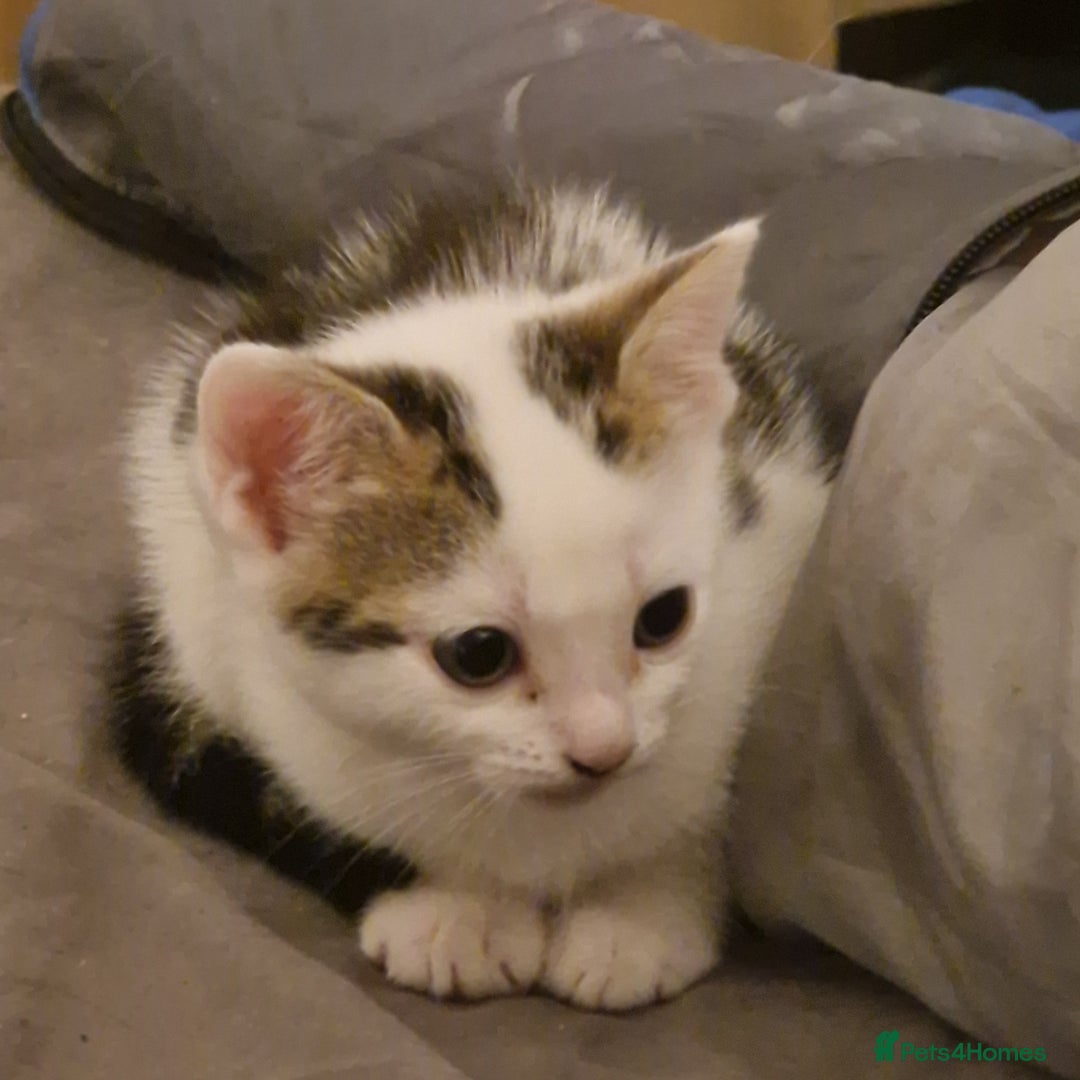 Mixed Breed cats for sale: 2 Tabbie beauties - Image 6